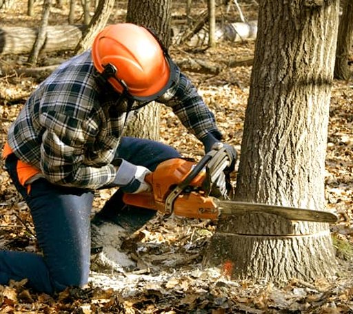 Tree Removal in Hawkins, WI